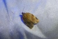 Choristoneura hebenstreitella