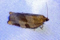 Choristoneura hebenstreitella