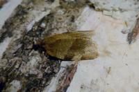 Choristoneura hebenstreitella