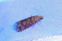 Rhyacionia pinivorana