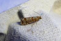 Rhyacionia pinivorana
