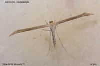 Emmelina monodactyla
