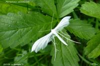 Pterophorus pentadactylus