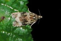 Celypha lacunana
