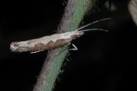 Plutella xylostella