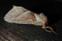 Triodia sylvina