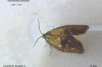 Ptycholoma lecheana