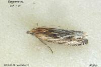 Eucosma