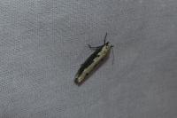 Ethmia bipunctella