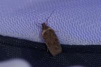 Agonopterix cnicella