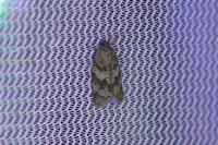 Cnephasia