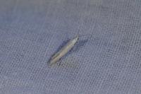 Coleophora