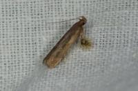 Helcystogramma triannulella