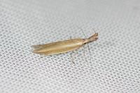 Pleurota aristella