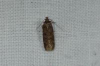Bryotropha