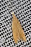 Coleophora