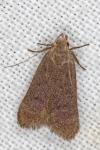 Anacampsis timidella