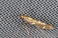 Calybites phasianipennella