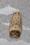 Cydia splendana