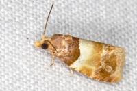 Epinotia festivana