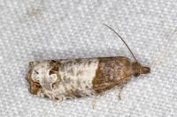 Notocelia roborana