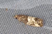 Spilonota ocellana