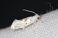 Niphonympha dealbatella