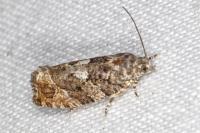 Eudemis profundana