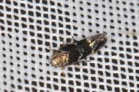 Elachista gleichenella