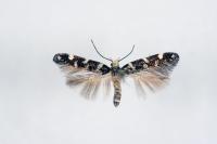Eteobalea beata