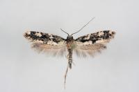 Neurothaumasia ankerella