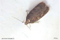Depressaria albipunctella