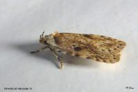 Agonopterix arenella