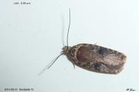 Agonopterix purpurea