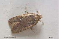 Agonopterix