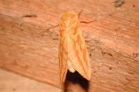 Hepialus humuli
