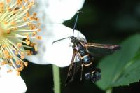 Synanthedon tipuliformis