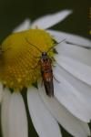 Chrysoesthia drurella