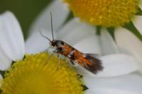 Chrysoesthia drurella