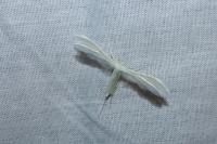 Pterophorus pentadactylus