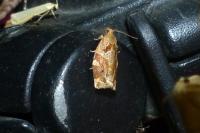 Archips xylosteana
