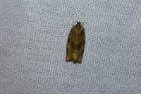 Choristoneura hebenstreitella