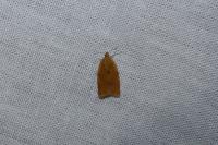 Clepsis consimilana