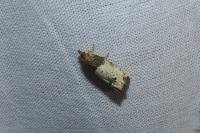 Notocelia roborana
