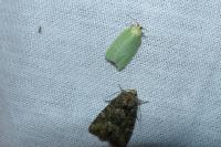 Tortrix viridana