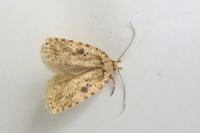 Agonopterix arenella