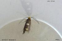 Incurvaria masculella