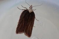 Acleris hastiana