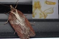 Acleris hastiana
