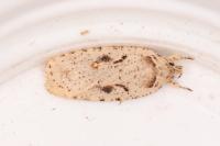 Agonopterix ocellana